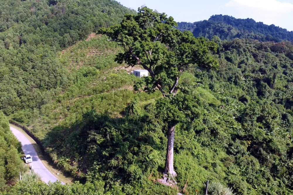 Cận cảnh cây lim xanh duy nhất 700 năm tuổi ở Thanh Hóa -11.JPG