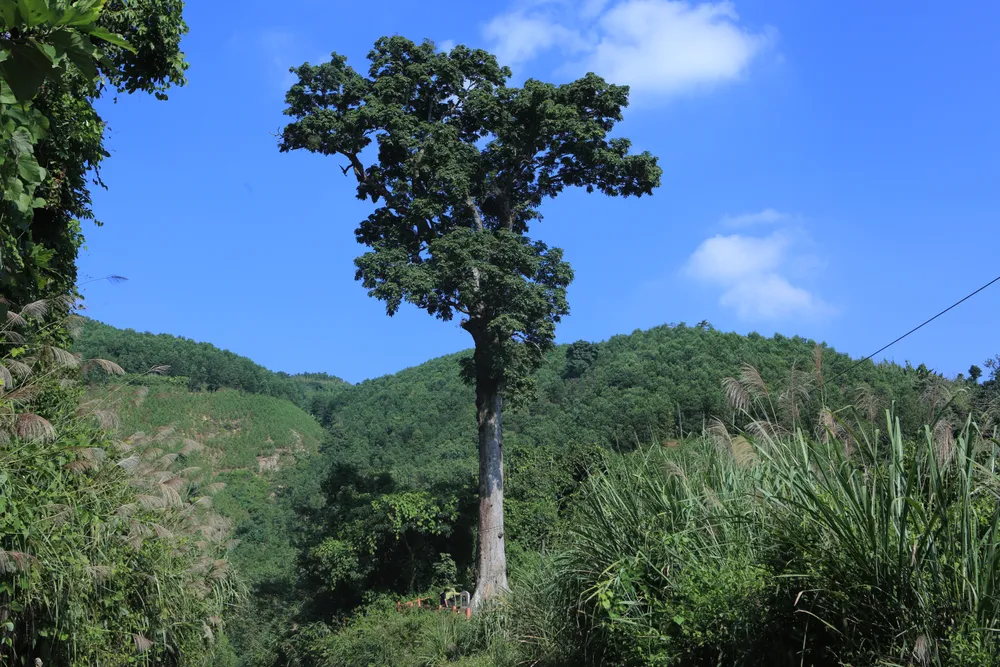 Cận cảnh cây lim xanh duy nhất 700 năm tuổi ở Thanh Hóa -.JPG