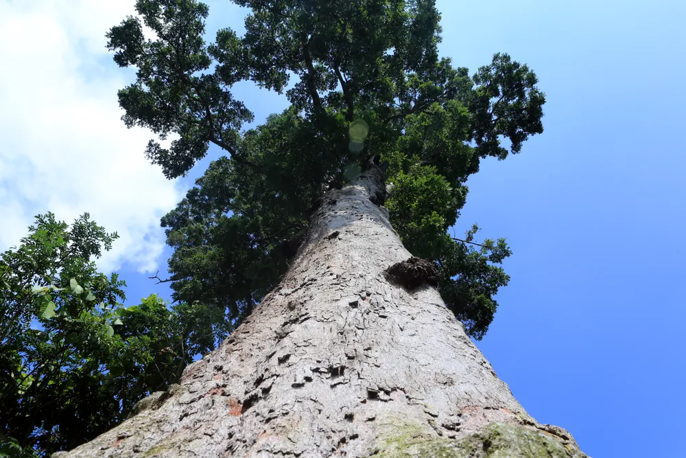 Cận cảnh cây lim xanh duy nhất 700 năm tuổi ở Thanh Hóa -6.JPG