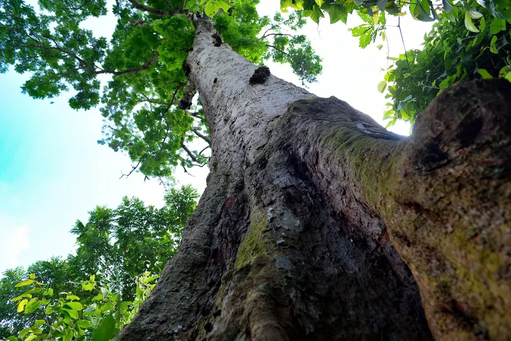 Cận cảnh cây lim xanh duy nhất 700 năm tuổi ở Thanh Hóa -8.jpg