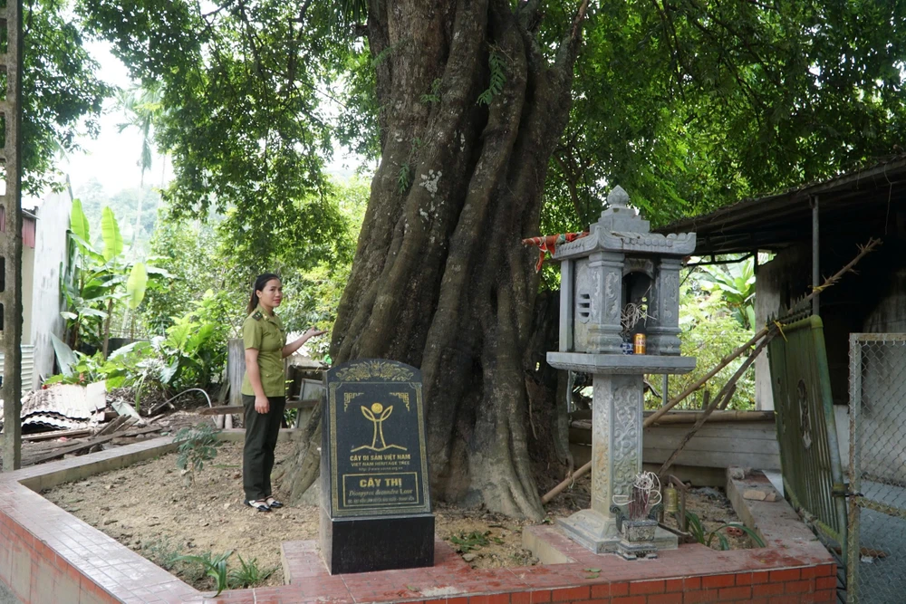 Cận cảnh cây thị 700 năm tuổi ở Thanh Hóa -27.jpg