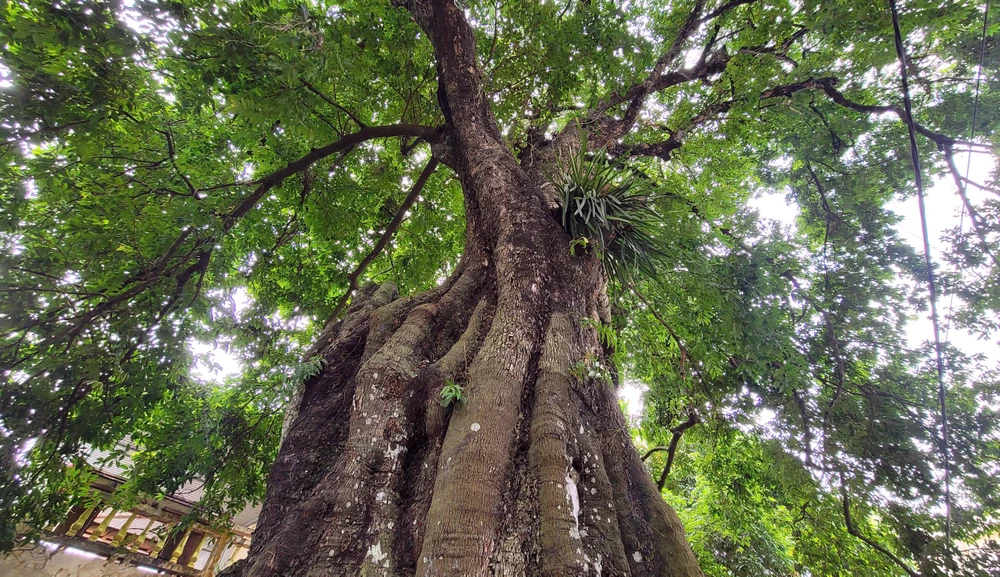 Cận cảnh cây thị 700 năm tuổi ở Thanh Hóa -6.jpg