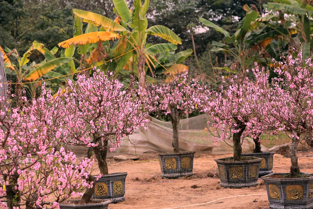 Thương lái buôn đào quất mòn mỏi chờ người mua chơi Tết Nguyên Đán -11.JPG