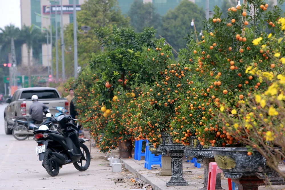 Thương lái buôn đào quất mòn mỏi chờ người mua chơi Tết Nguyên Đán -13.JPG