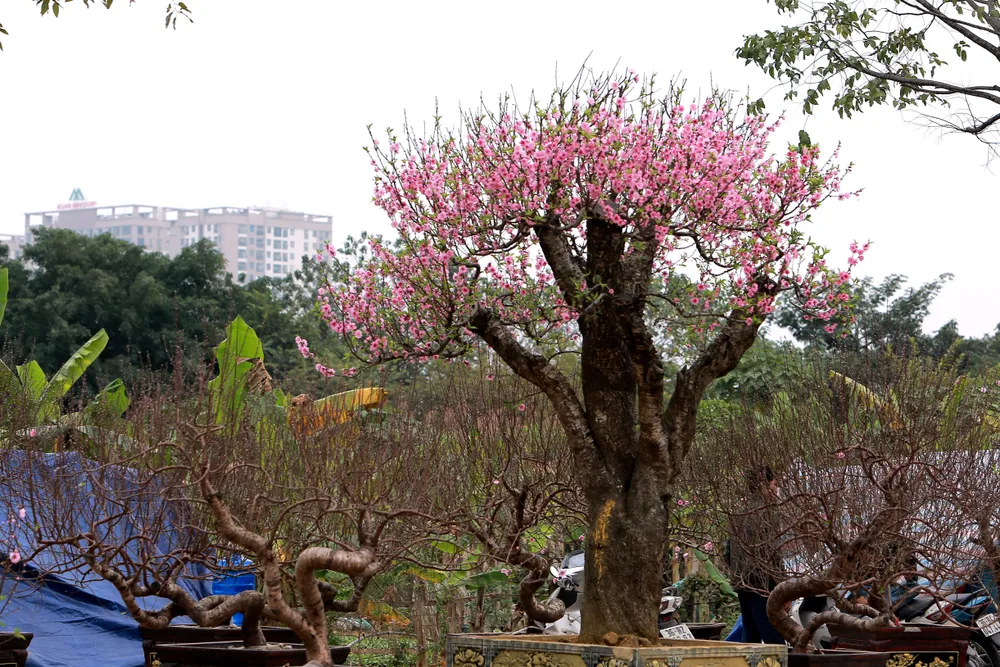 Thương lái buôn đào quất mòn mỏi chờ người mua chơi Tết Nguyên Đán -2.JPG