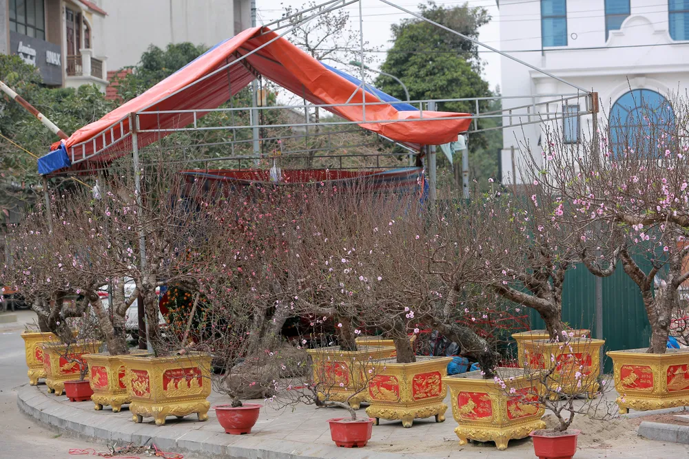 Thương lái buôn đào quất mòn mỏi chờ người mua chơi Tết Nguyên Đán -6.JPG