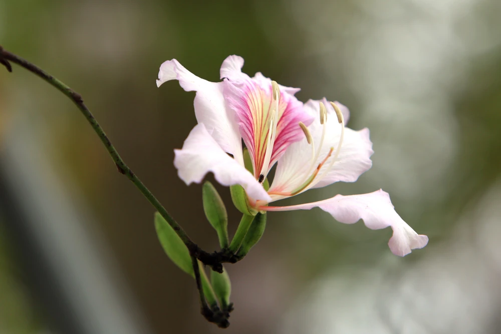 Ngắm hoa ban Tây Bắc nở rộ rực rỡ giữa lòng xứ Thanh - 12.JPG