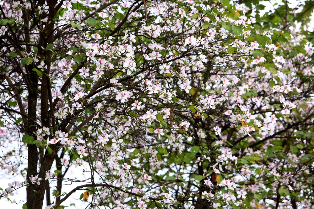 Ngắm hoa ban Tây Bắc nở rộ rực rỡ giữa lòng xứ Thanh - 15.JPG