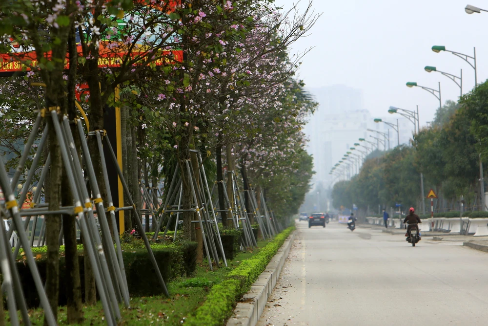 Ngắm hoa ban Tây Bắc nở rộ rực rỡ giữa lòng xứ Thanh - 6.JPG