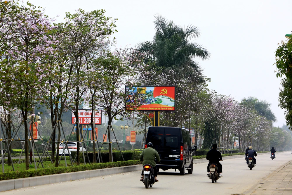 Ngắm hoa ban Tây Bắc nở rộ rực rỡ giữa lòng xứ Thanh - 9.JPG