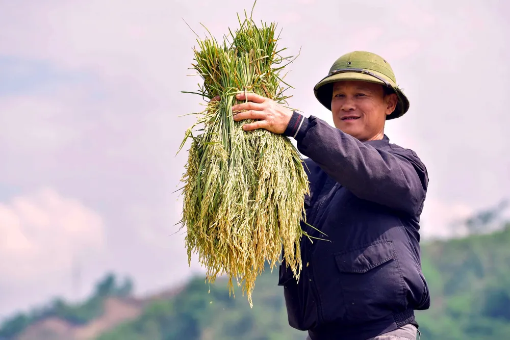 Khoảnh khắc mùa vàng trên dẻo cao xứ Thanh -11.jpg