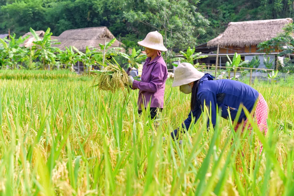 Khoảnh khắc mùa vàng trên dẻo cao xứ Thanh -12.jpg