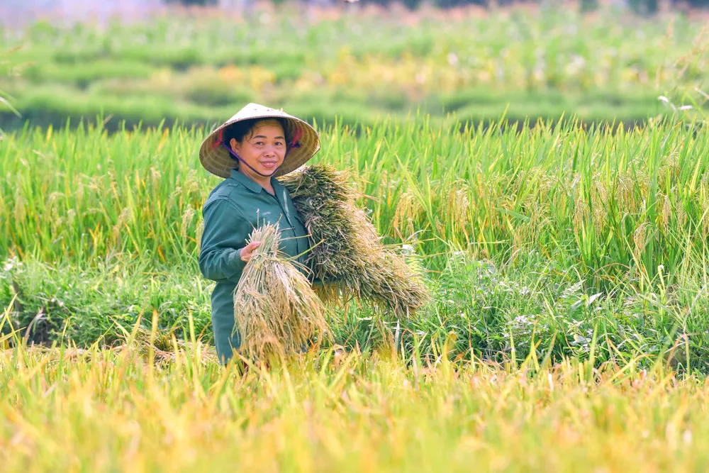 Khoảnh khắc mùa vàng trên dẻo cao xứ Thanh -23.jpg