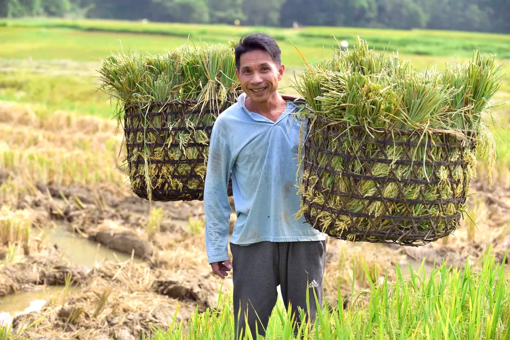 Khoảnh khắc mùa vàng trên dẻo cao xứ Thanh -3.jpg