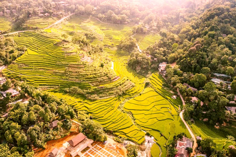 Khoảnh khắc mùa vàng trên dẻo cao xứ Thanh -.jpg