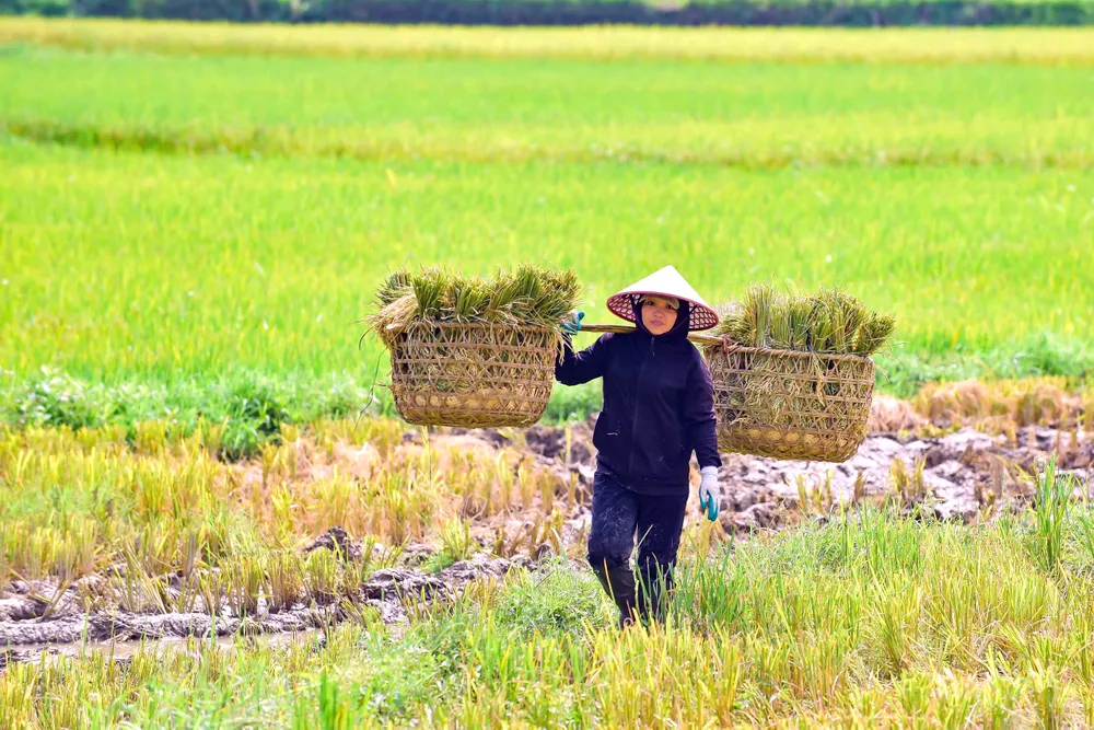 Khoảnh khắc mùa vàng trên dẻo cao xứ Thanh -5.jpg