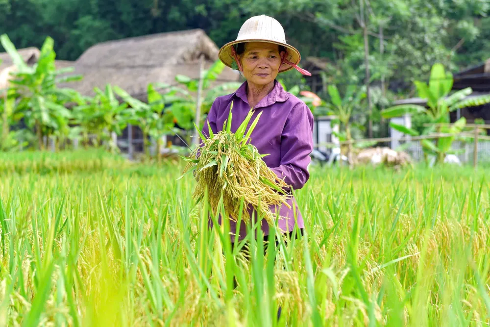 Khoảnh khắc mùa vàng trên dẻo cao xứ Thanh -6.jpg