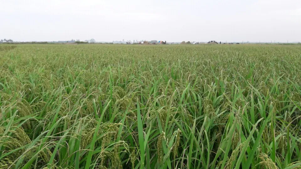 Nông dân Hải Phòng gặt lúa chạy bão số 7 ảnh 1