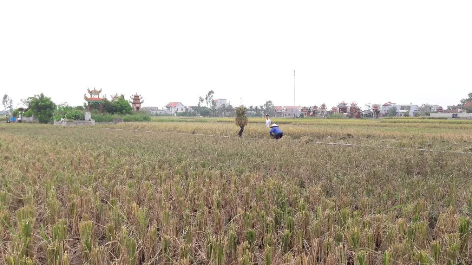 Nông dân Hải Phòng gặt lúa chạy bão số 7 ảnh 11