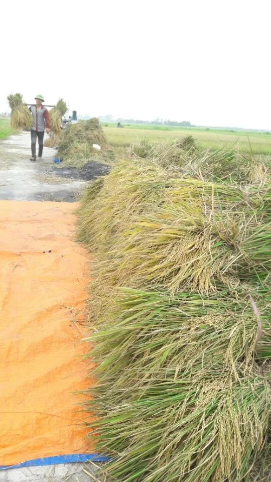 Nông dân Hải Phòng gặt lúa chạy bão số 7 ảnh 9