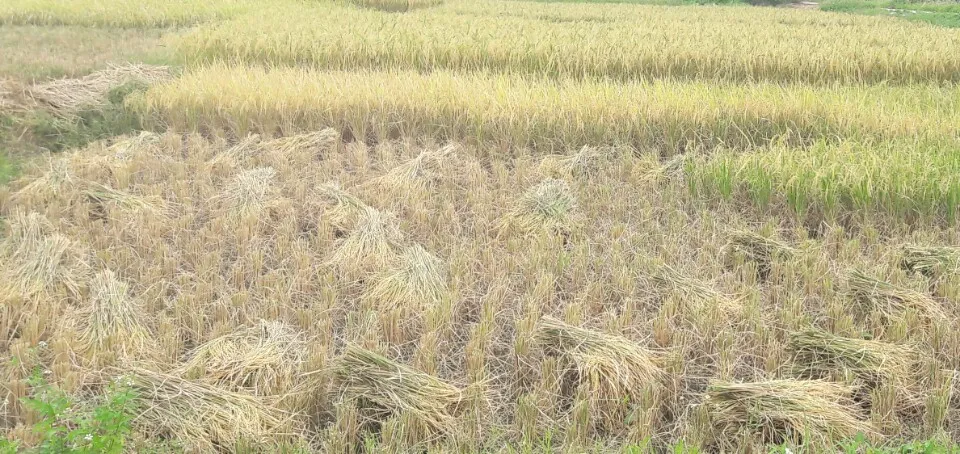 Nông dân Hải Phòng gặt lúa chạy bão số 7 ảnh 7