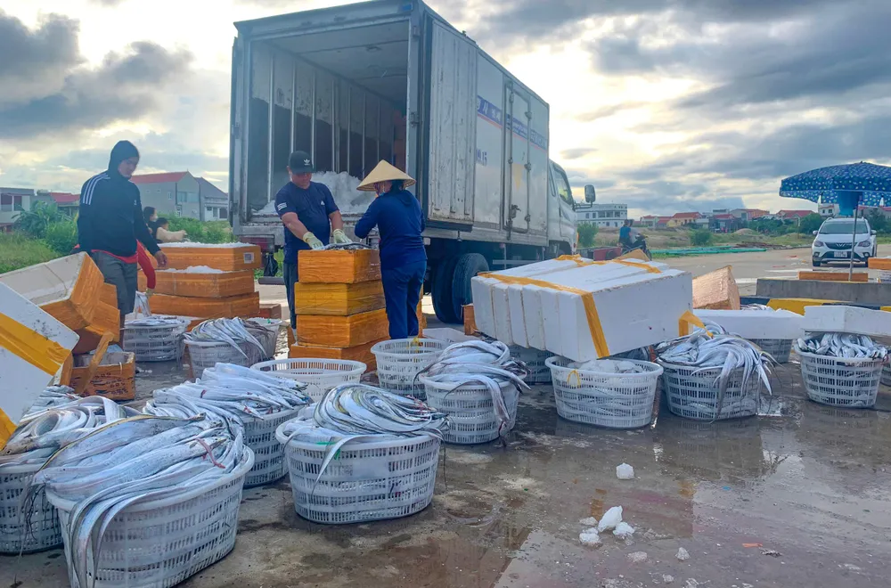 Tranh thủ thời tiết nắng nhẹ, các tàu thuyền cập bến nhanh chóng bán cá cho các thương lái. (Ảnh: BT)