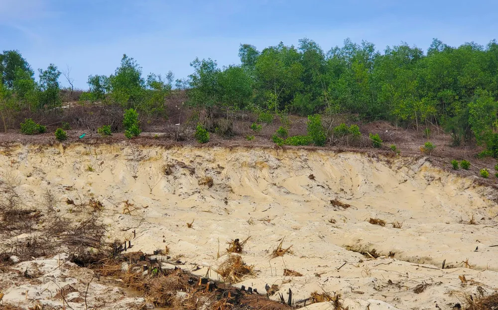 Việc cắt trắng cây sẽ gây nguy cơ lũ quét trong tương lai. Ảnh: BẢO THIÊN