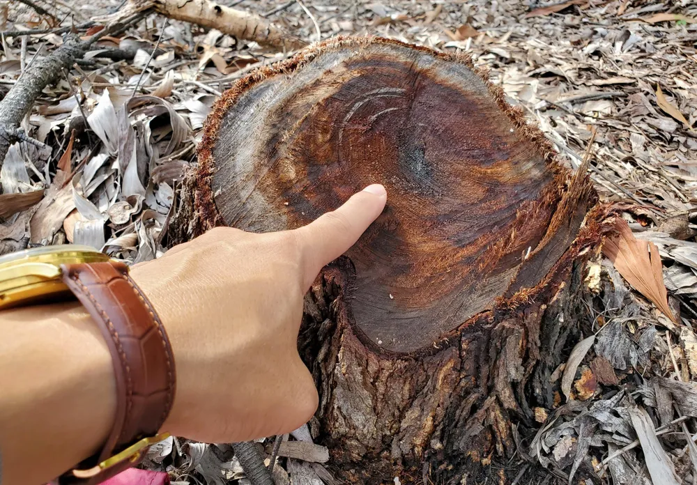 Nhiều cây gỗ keo, phi lao bị chặt phá gần đây còn nguyên nhựa cây. Ảnh: BẢO THIÊN