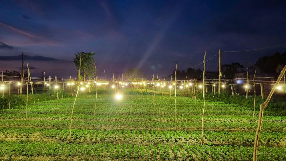 mùa hoa tết quảng bình