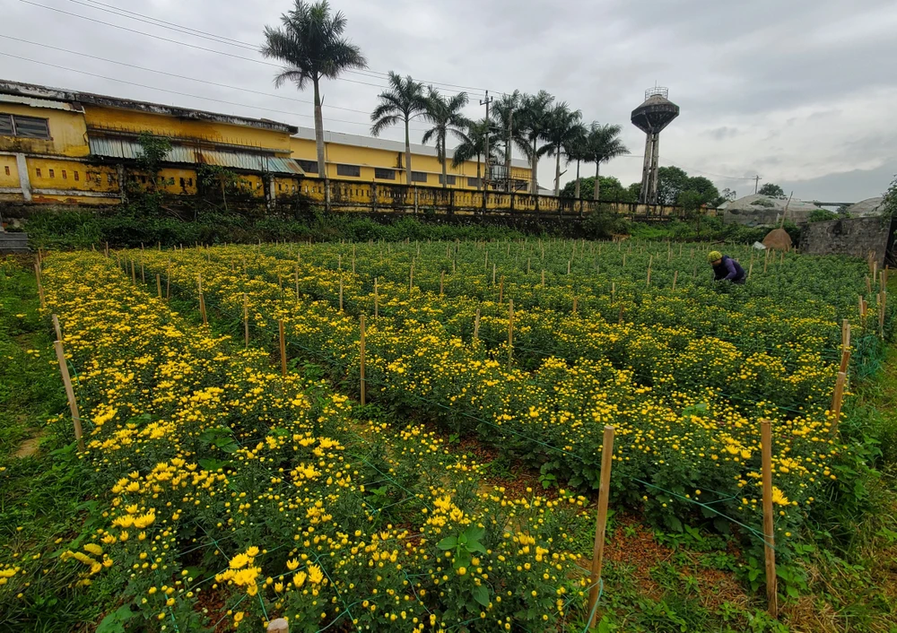 Một vườn hoa cúc tại xã Lý Trạch chuẩn bị vào vụ. Ảnh: BẢO THIÊN