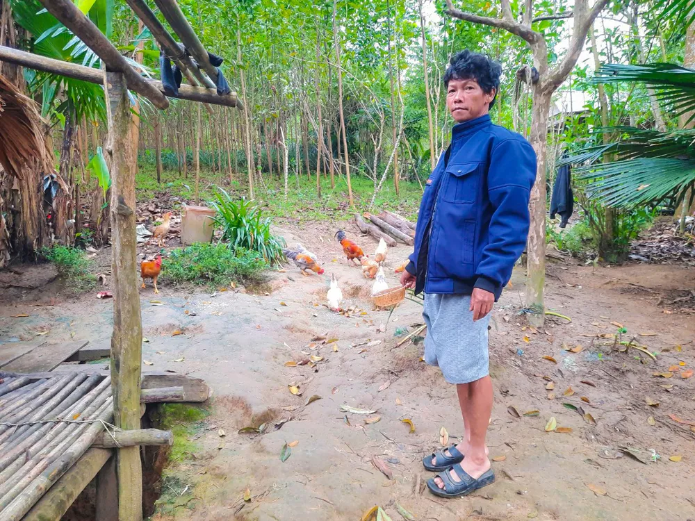 Ông Phình giờ đây không chỉ trồng được rừng mà còn nuôi thêm 12 con bò, 12 con lợn, gà... Ảnh: B.T