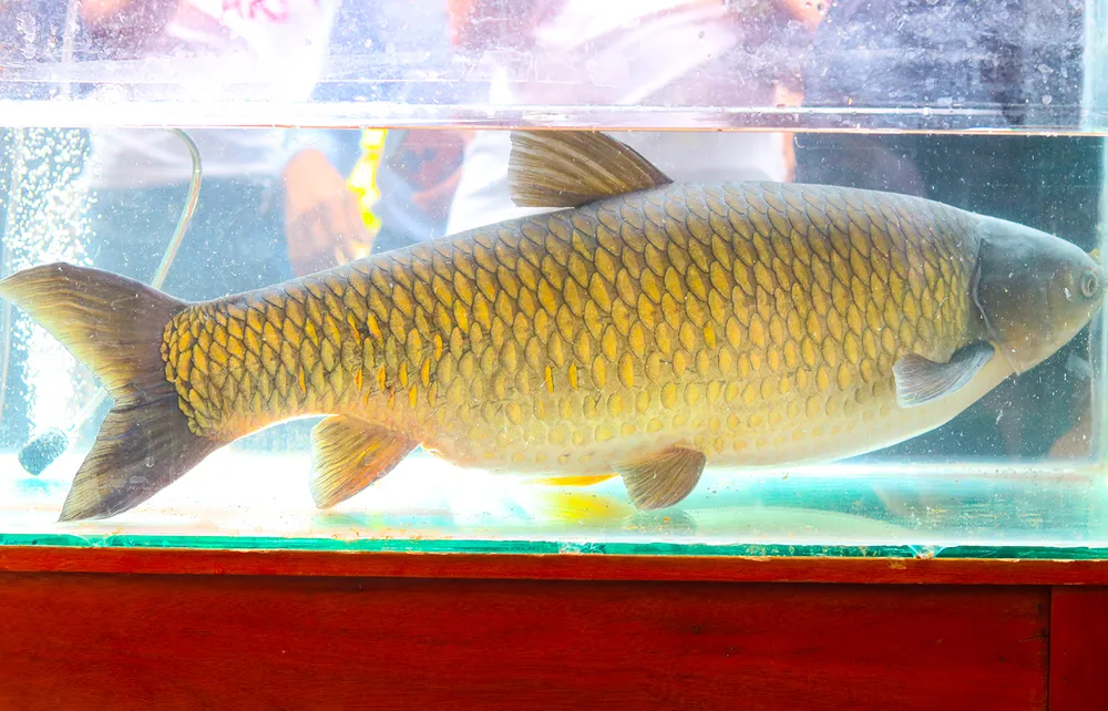 Một trong những chú cá trắm tham gia giải "hoa hậu cá". Ảnh: BẢO THIÊN Một trong những chú cá trắm tham gia giải "hoa hậu cá". Ảnh: BẢO THIÊN