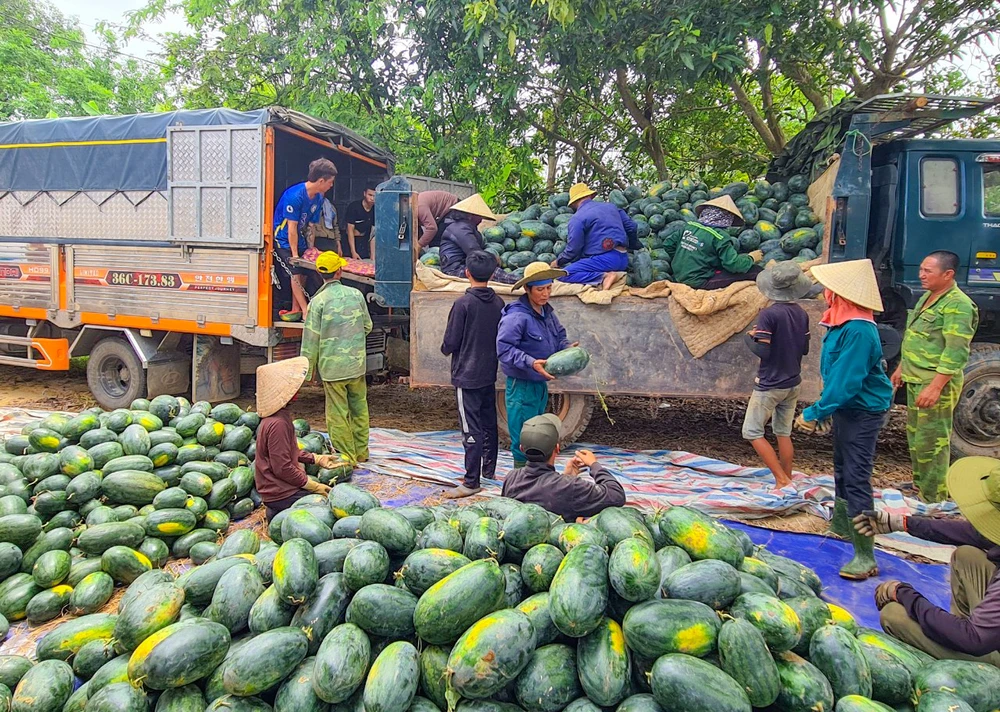 Giá dưa hấu chỉ từ 3.800 - 4.000 đồng/kg, thấp hơn nhiều so với mọi năm. Ảnh: BẢO THIÊN