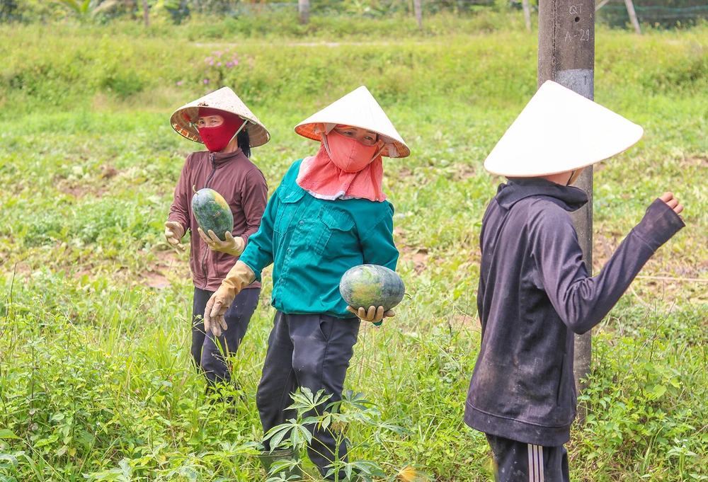Dưa hấu ở Quảng Bình đang vào mùa thu hoạch. Ảnh: BẢO THIÊN