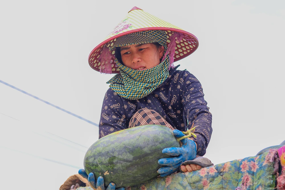Nét mặt đượm buồn trong lúc thu hoạch dưa hấu của chị Hoàng Thị Minh Đức. Ảnh: BẢO THIÊN