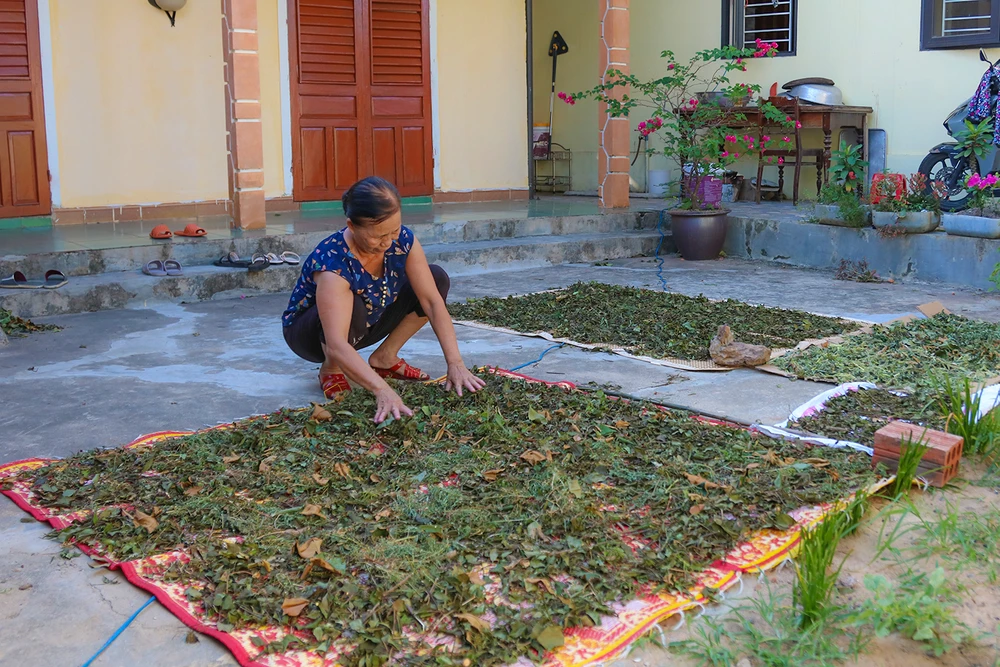 Bà Trần Thị Duyên thu dọn lá thuốc sau khi phơi khô bằng ánh nắng ngày Tết Đoan Ngọ. Ảnh: BẢO THIÊN