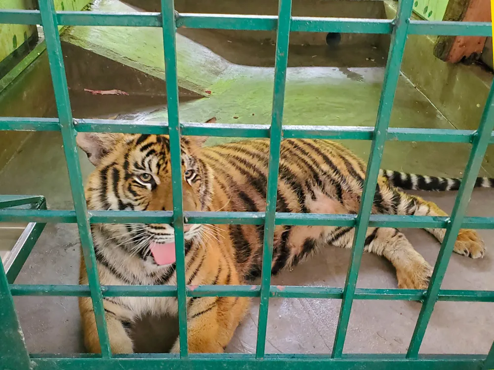 Khu chuồng nuôi mới có quy mô lớn về diện tích và không gian tạo điều kiện cho cá các thể hổ phát triển tốt. Ảnh: B.THIÊN Khu chuồng nuôi mới có quy mô lớn về diện tích và không gian tạo điều kiện cho cá các thể hổ phát triển tốt. Ảnh: B.THIÊN