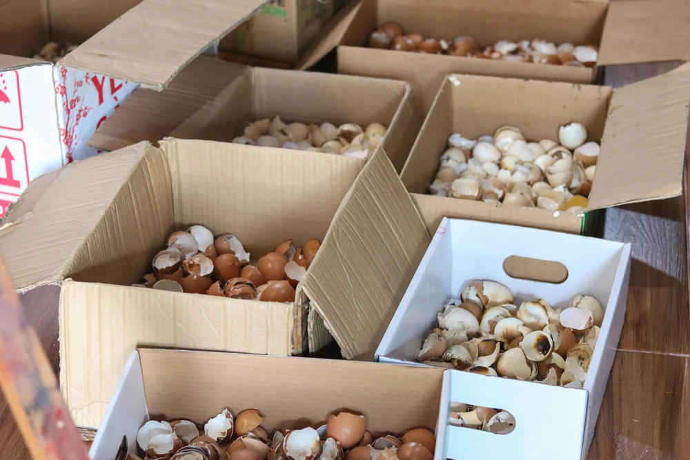 Những vỏ trứng sau khi được làm sạch và sấy khô. Ảnh: B.THIÊN