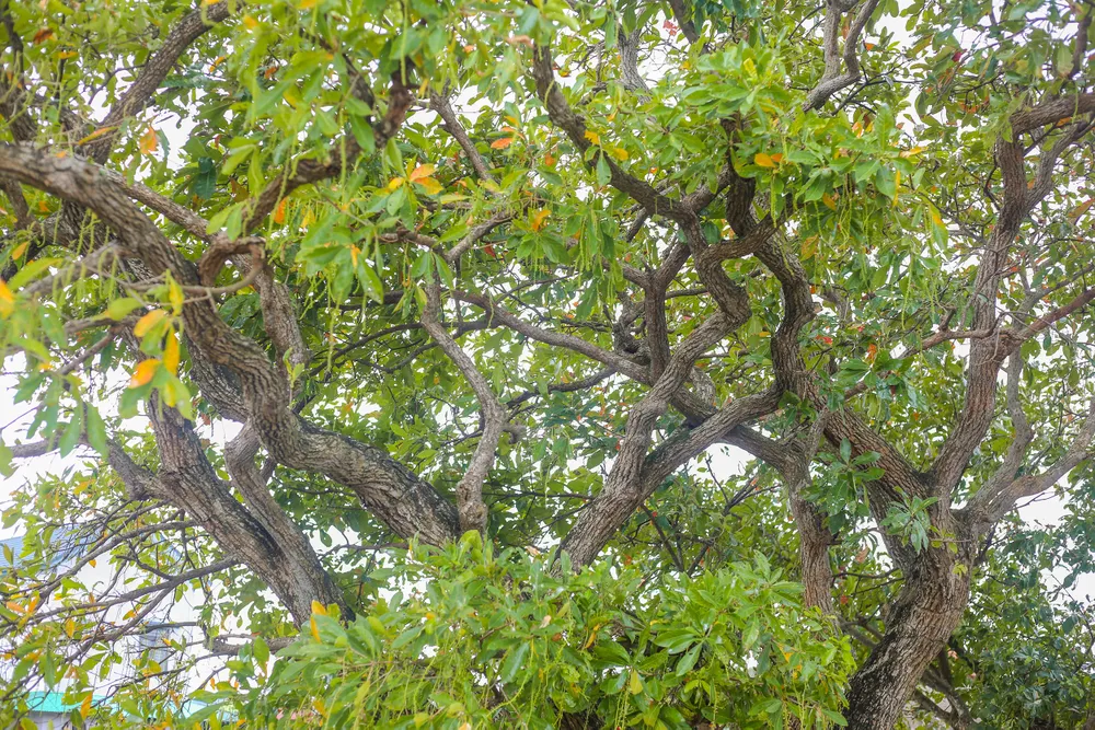 khu-rung-quy-o-quang-binh-voi-tuoi-doi-hon-400-nam (3).jpg