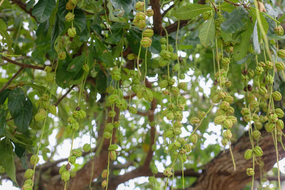 quả cây rừng lộc vừng