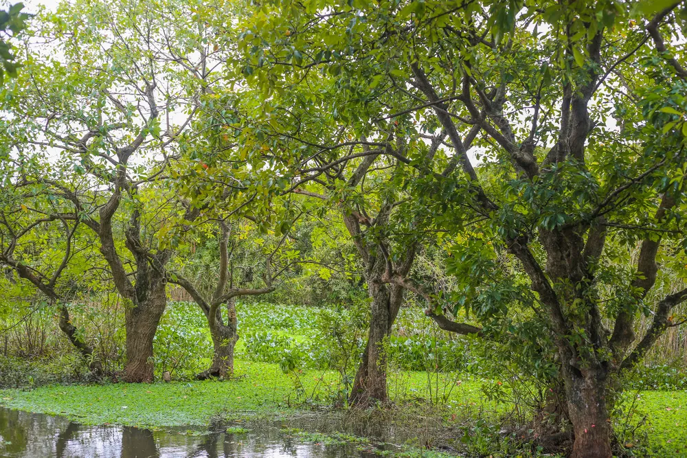 khu-rung-quy-o-quang-binh-voi-tuoi-doi-hon-400-nam (6).jpg