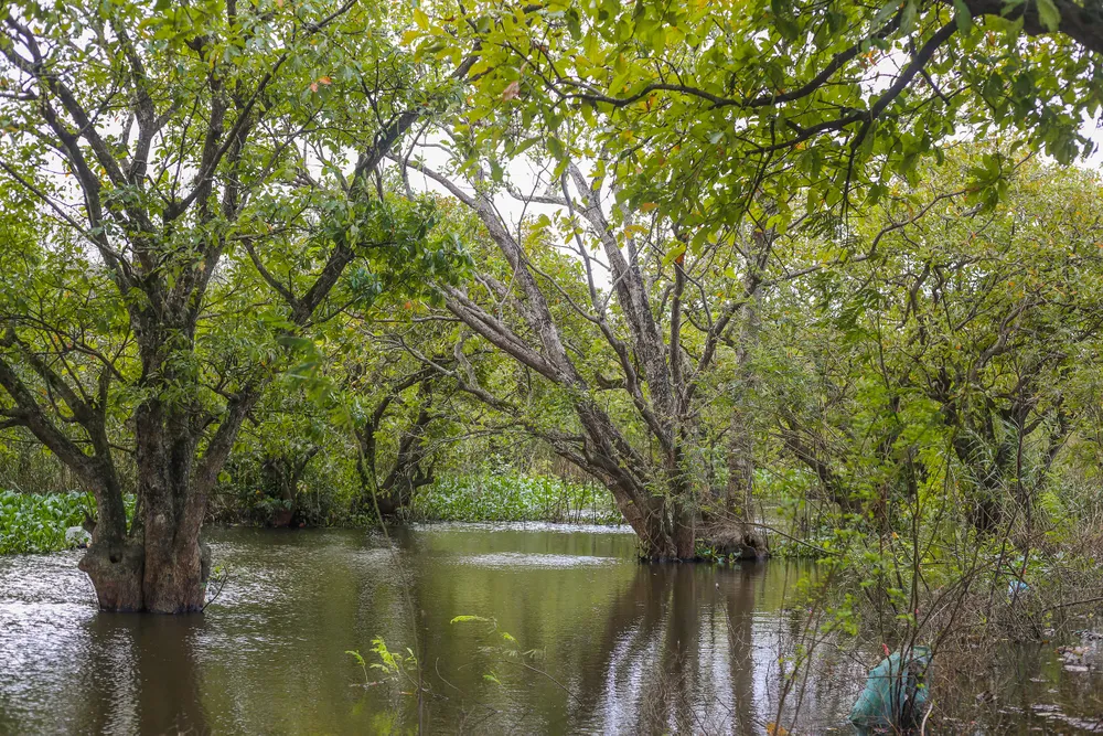 khu-rung-quy-o-quang-binh-voi-tuoi-doi-hon-400-nam (9).jpg