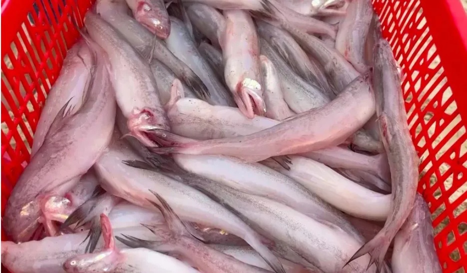 Cá khoai ở một số chợ ở Quảng Bình được phát hiện có chất phoóc-môn