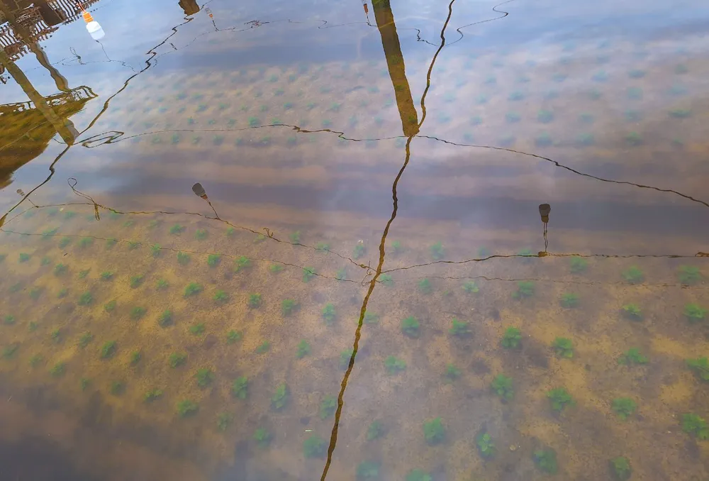 Nong-dan-Quang-Binh-ra-suc-cuu-hoa-mau-bi-ngap-ung-do-mua-lon (10).jpg