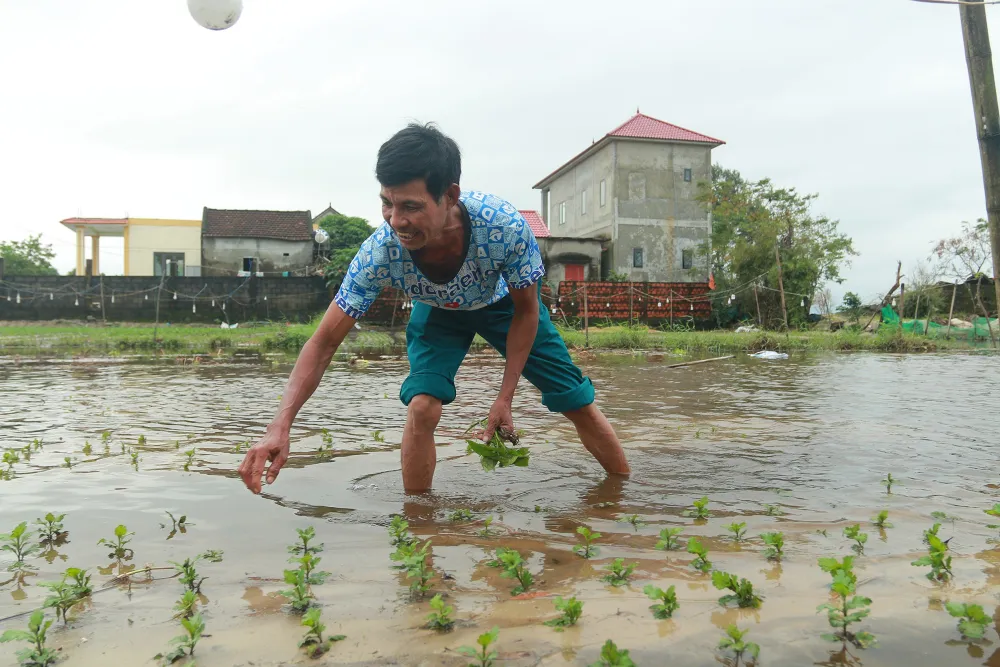 Nông dân Quảng Bình ra sức “cứu” hoa màu bị ngập úng do mưa lớn