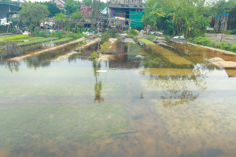 Nong-dan-Quang-Binh-ra-suc-cuu-hoa-mau-bi-ngap-ung-do-mua-lon (5).jpg