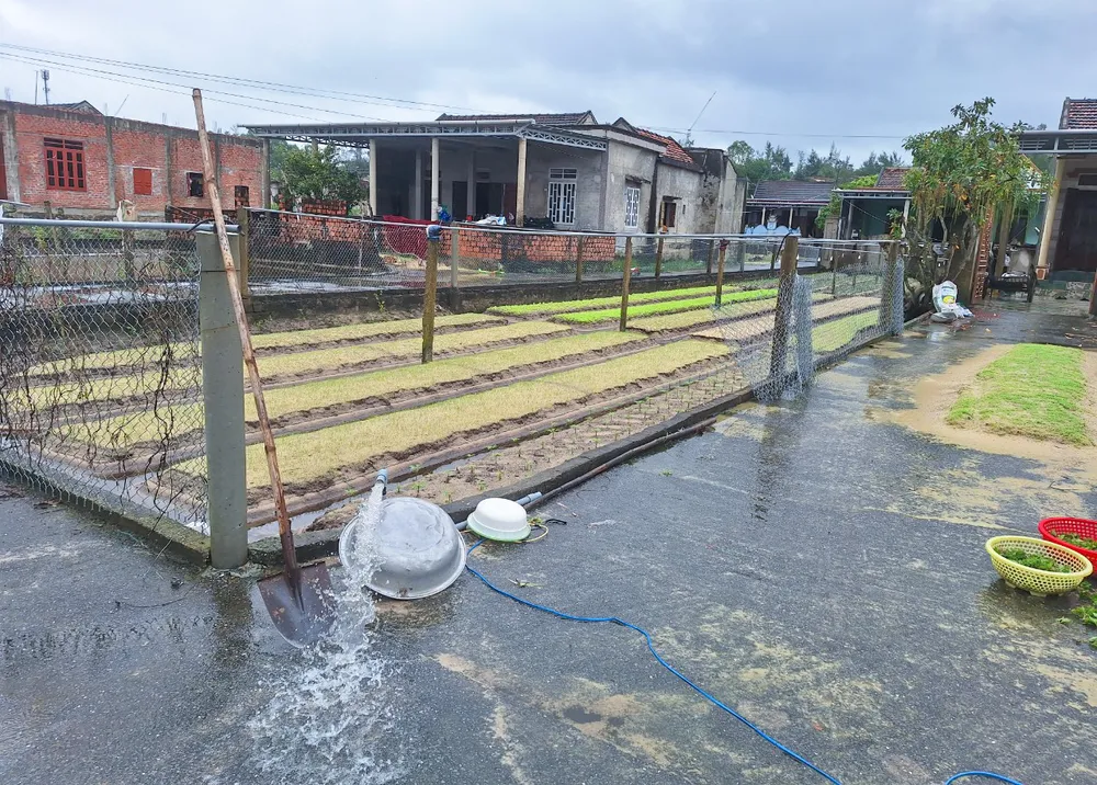 Nong-dan-Quang-Binh-ra-suc-cuu-hoa-mau-bi-ngap-ung-do-mua-lon (6).jpg