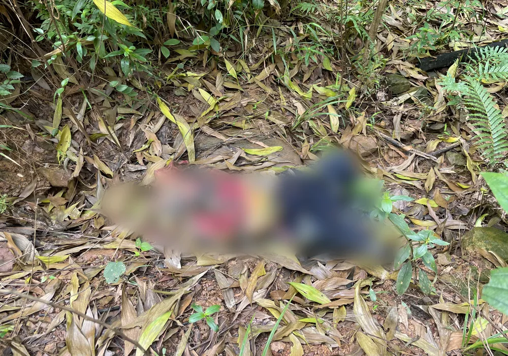 Phát hiện một người đang chấp hành án chết trong rừng keo