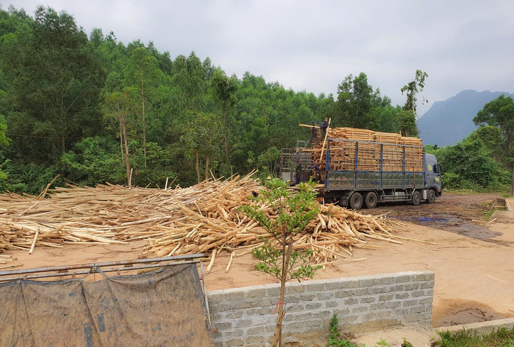 Sau khi thu mua, các công nhân bốc vác gỗ cây keo lá tràm lên các xe tải lớn đưa về các nhà máy chế biến gỗ. Ảnh: BẢO THIÊN 3-tram-can-thu-mua-go-keo-hoat-dong-trai-phep-o-Quang-Binh (4).jpg