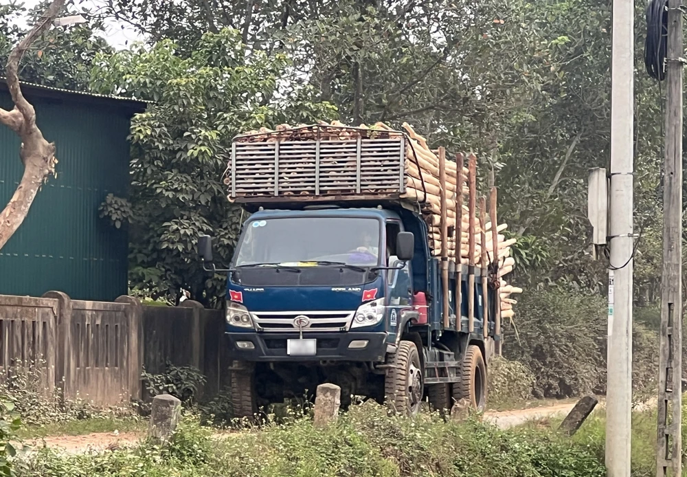 Các xe tải chở gỗ keo lá tràm của người dân được đưa về trạm cân tại thôn 8, xã Xuân Trạch để thu mua. Ảnh: B.THIÊN 3-tram-can-thu-mua-go-keo-hoat-dong-trai-phep-o-Quang-Binh.jpg